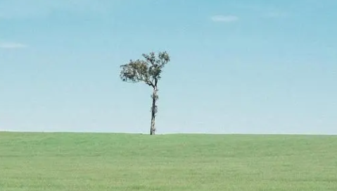 思觉失调