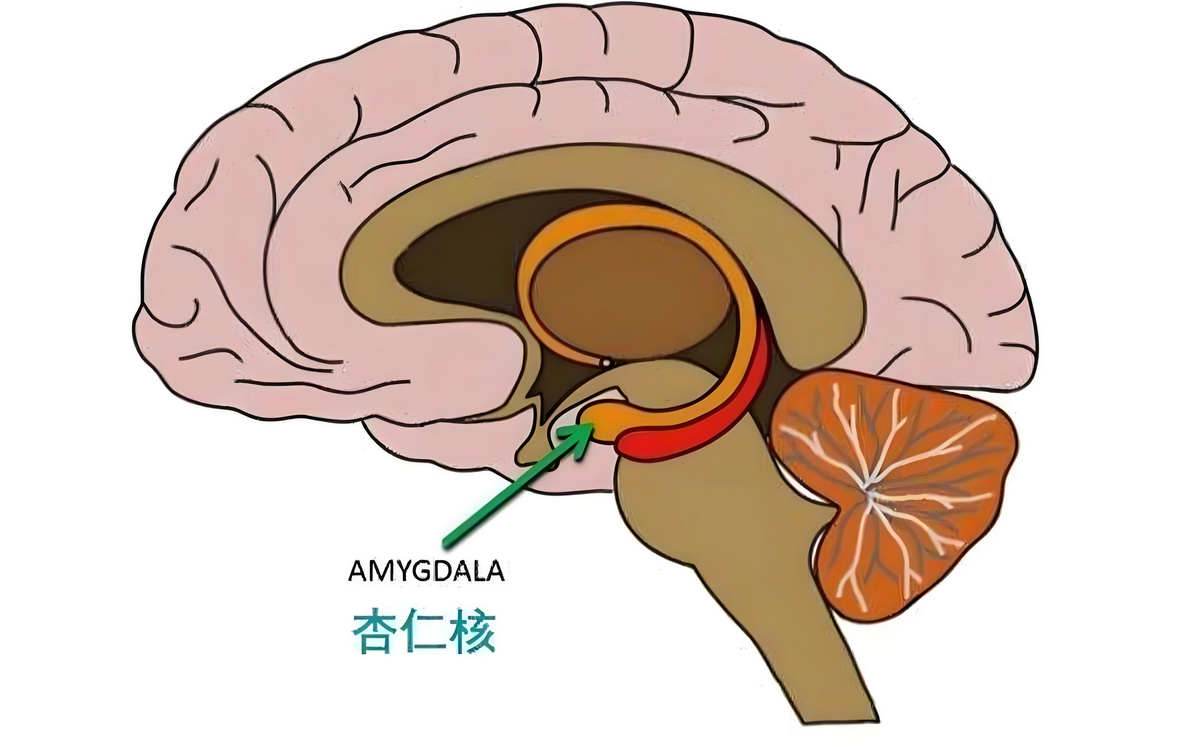 杏仁核在大脑的位置及其功能：揭示情绪与记忆的核心区域